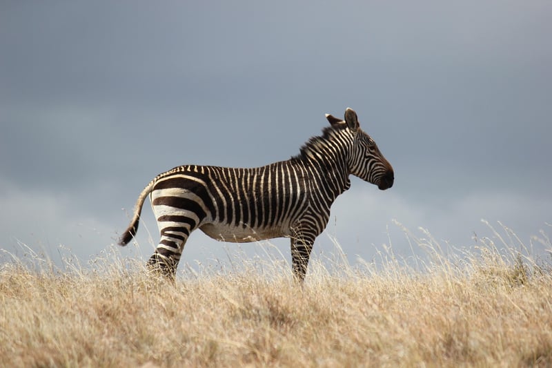 African Safari Adventure
